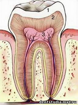 1 - эмаль зуба; 2- дентин; 3 - пульпа зуба